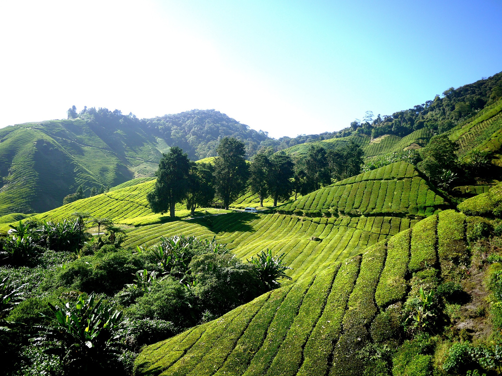 Top 8 Black Tea Suppliers in Kenya